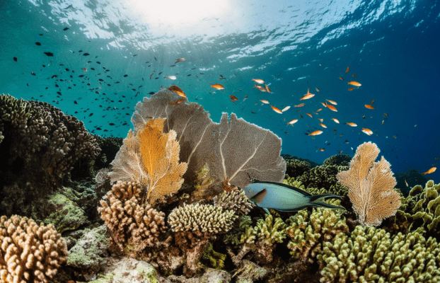 La Importancia de la Conservación Marina