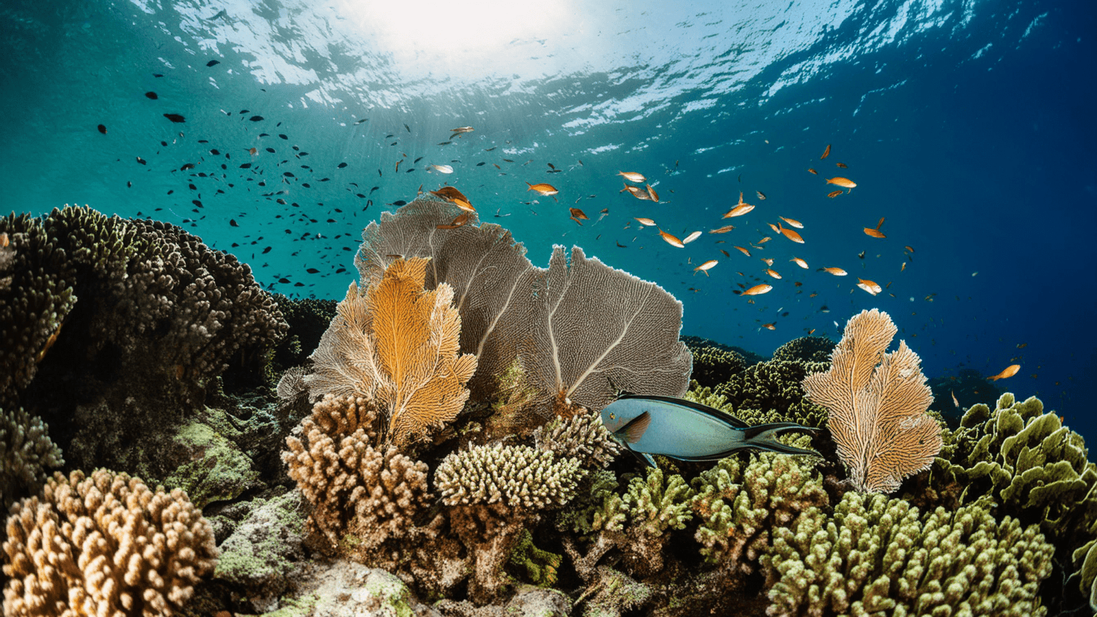 La Importancia de la Conservación Marina