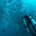 Los Mejores Destinos de Buceo del Mundo en 2024 scaled