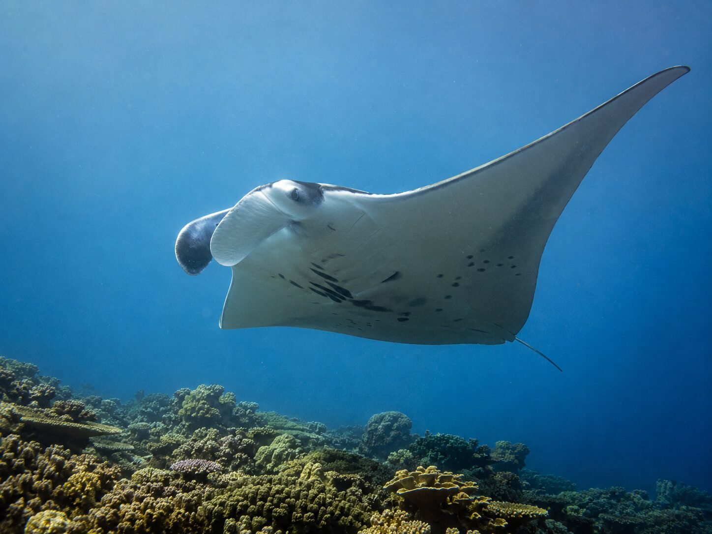 buceo con mantarraya