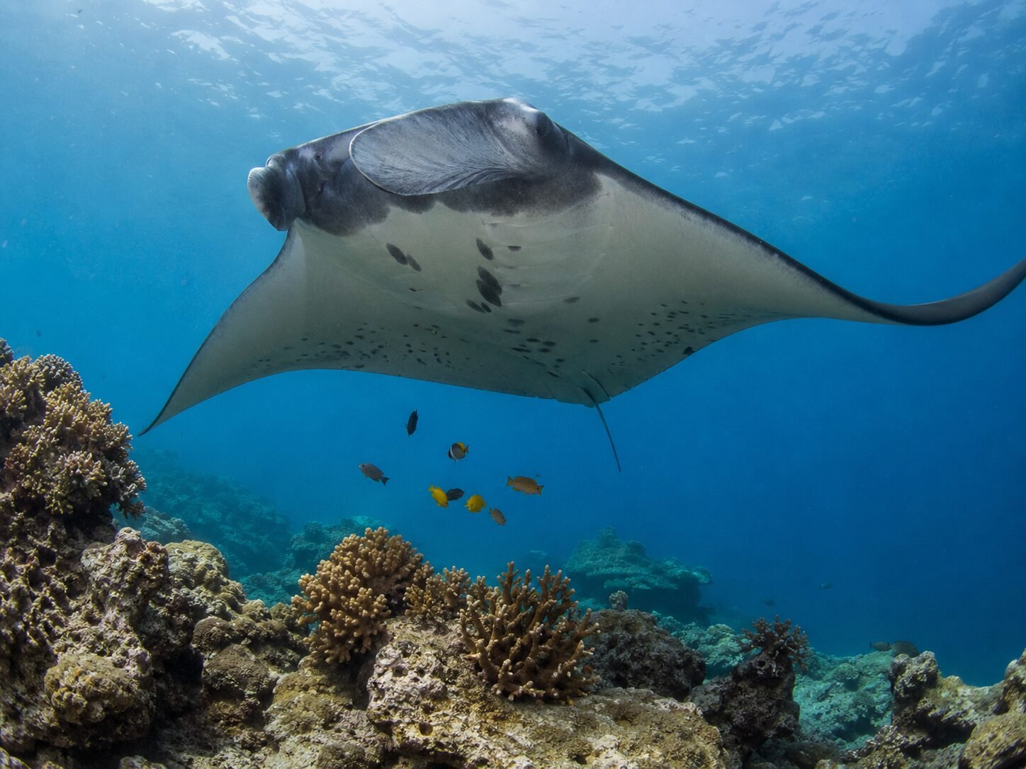 buceo con mantarraya