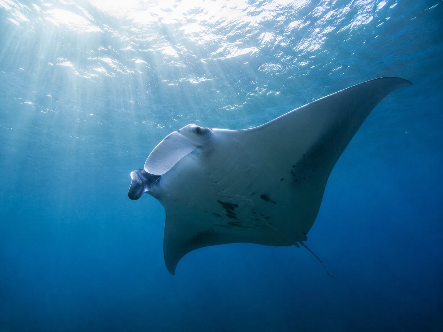 Mantaraya 4
