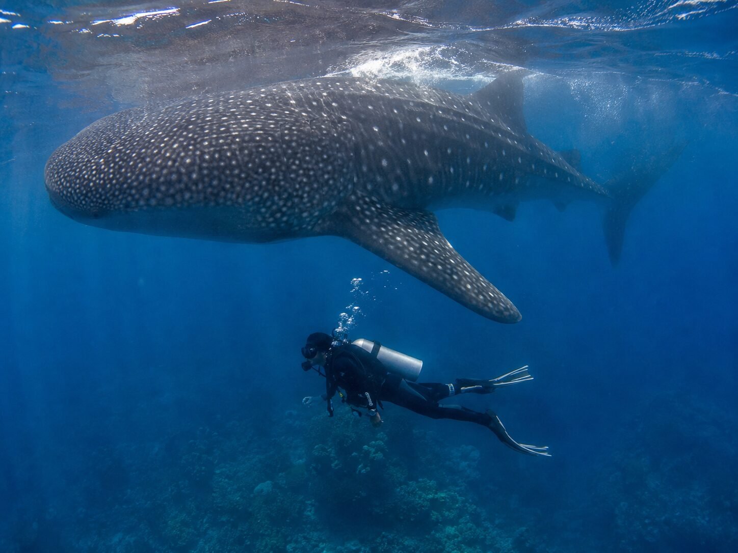 Buceo con Tiburones
