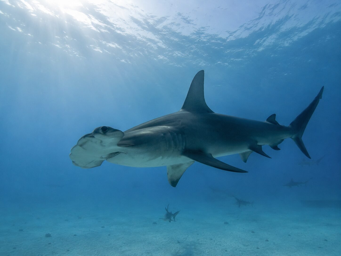 Buceo con Tiburones