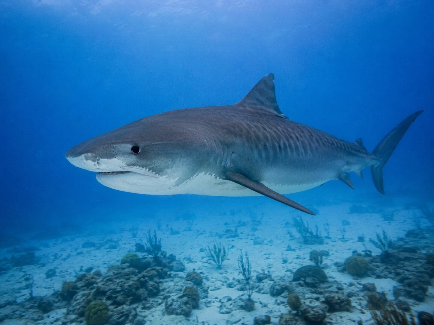 Tiburon tigre 1