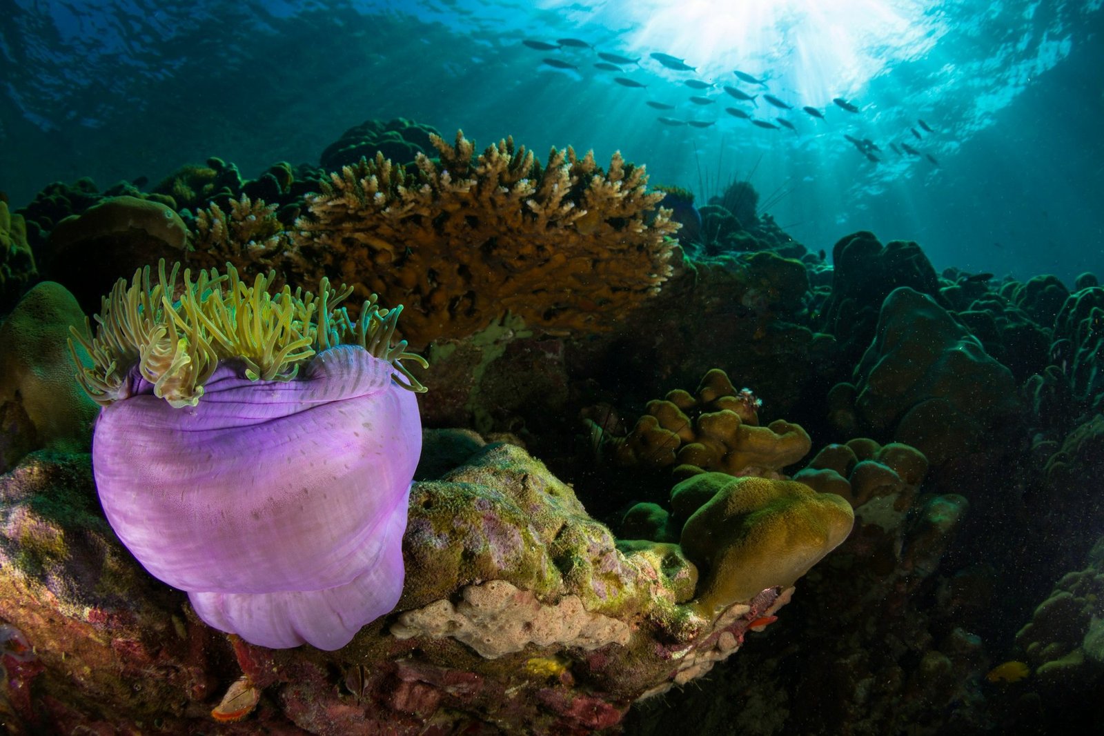 Arrecife de coral con una anémona violeta