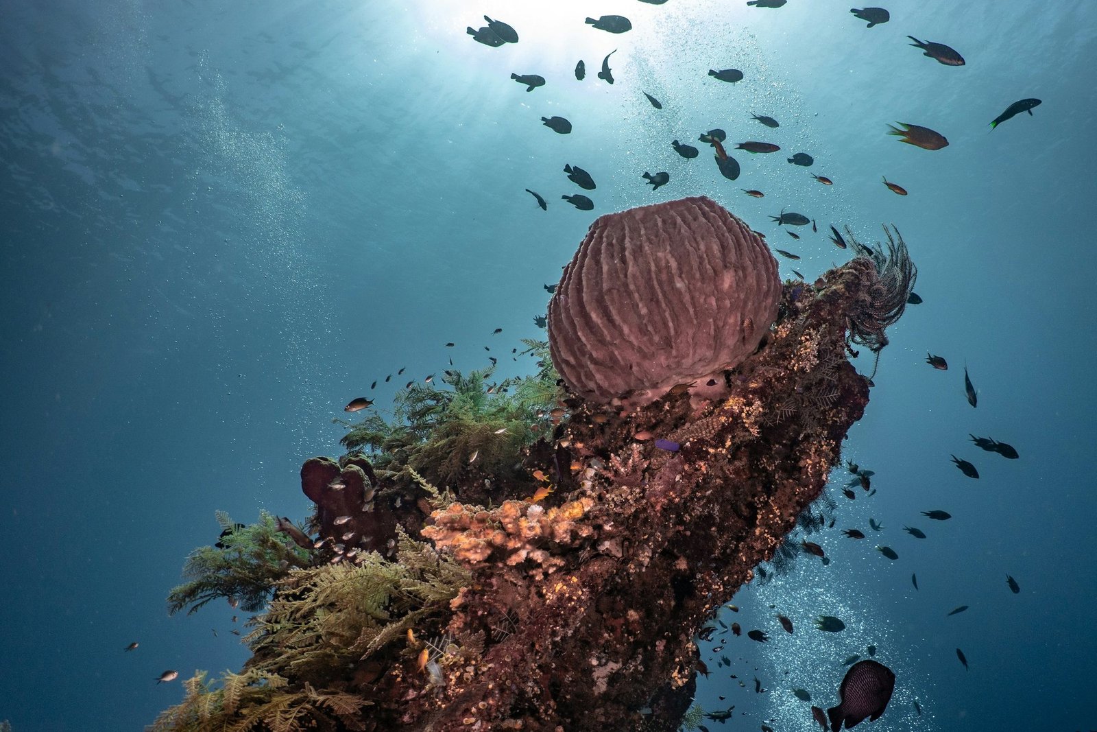 Expedición Tailandia 13 Arrecife de coral con una esponja barril y peces