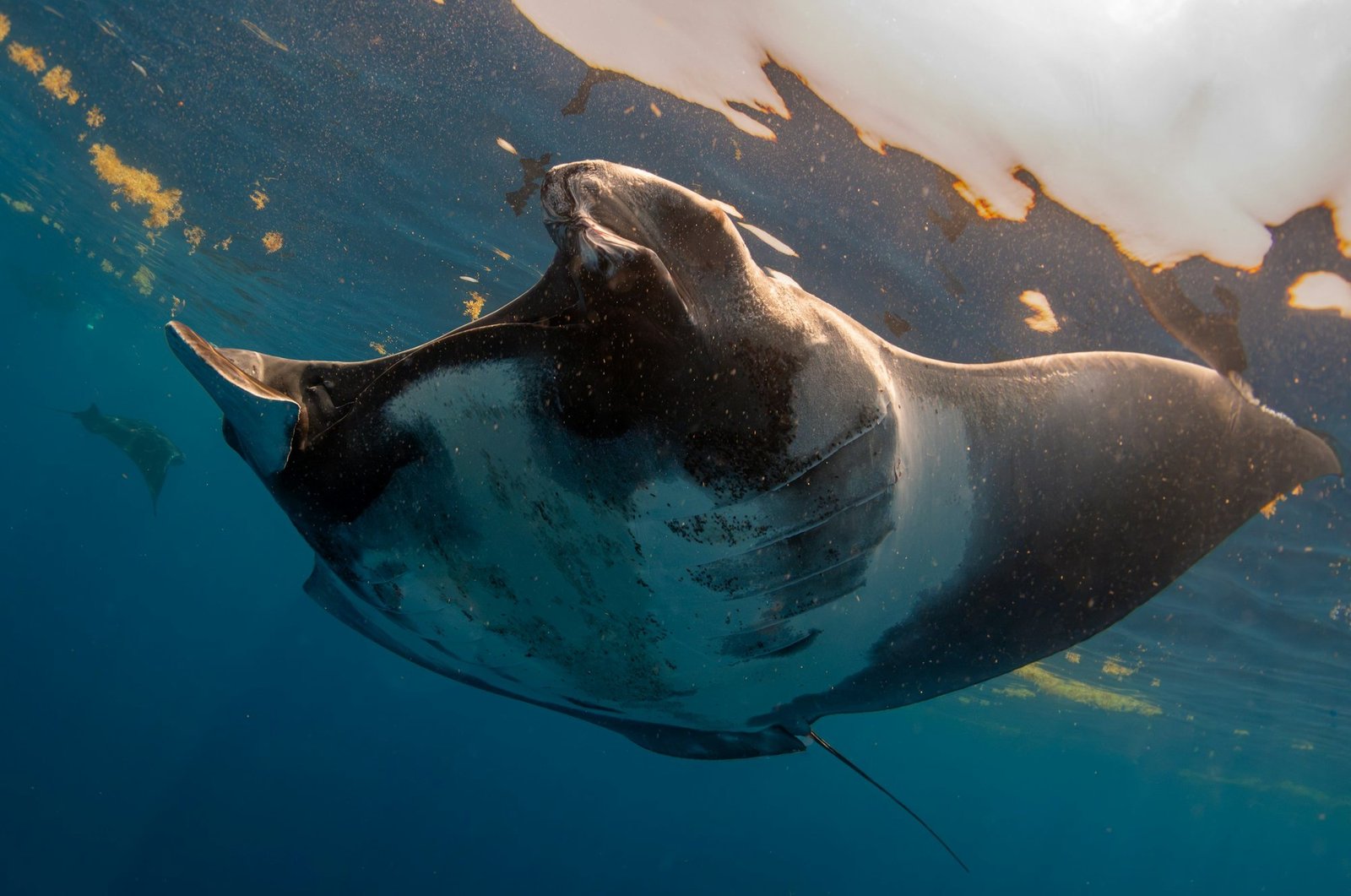 Expedición Tailandia 8 Mantarraya nadando cerca de la superficie