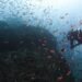 Buceadores entre un banco de peces durante una expedición de buceo en Tailandia