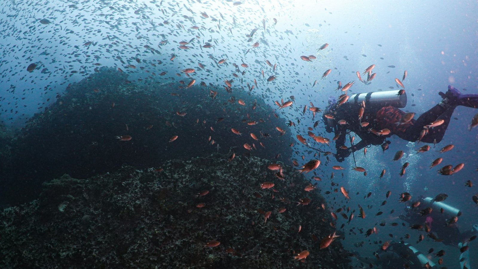 Expedición Tailandia 1 Buceadores entre un banco de peces durante una expedición de buceo en Tailandia
