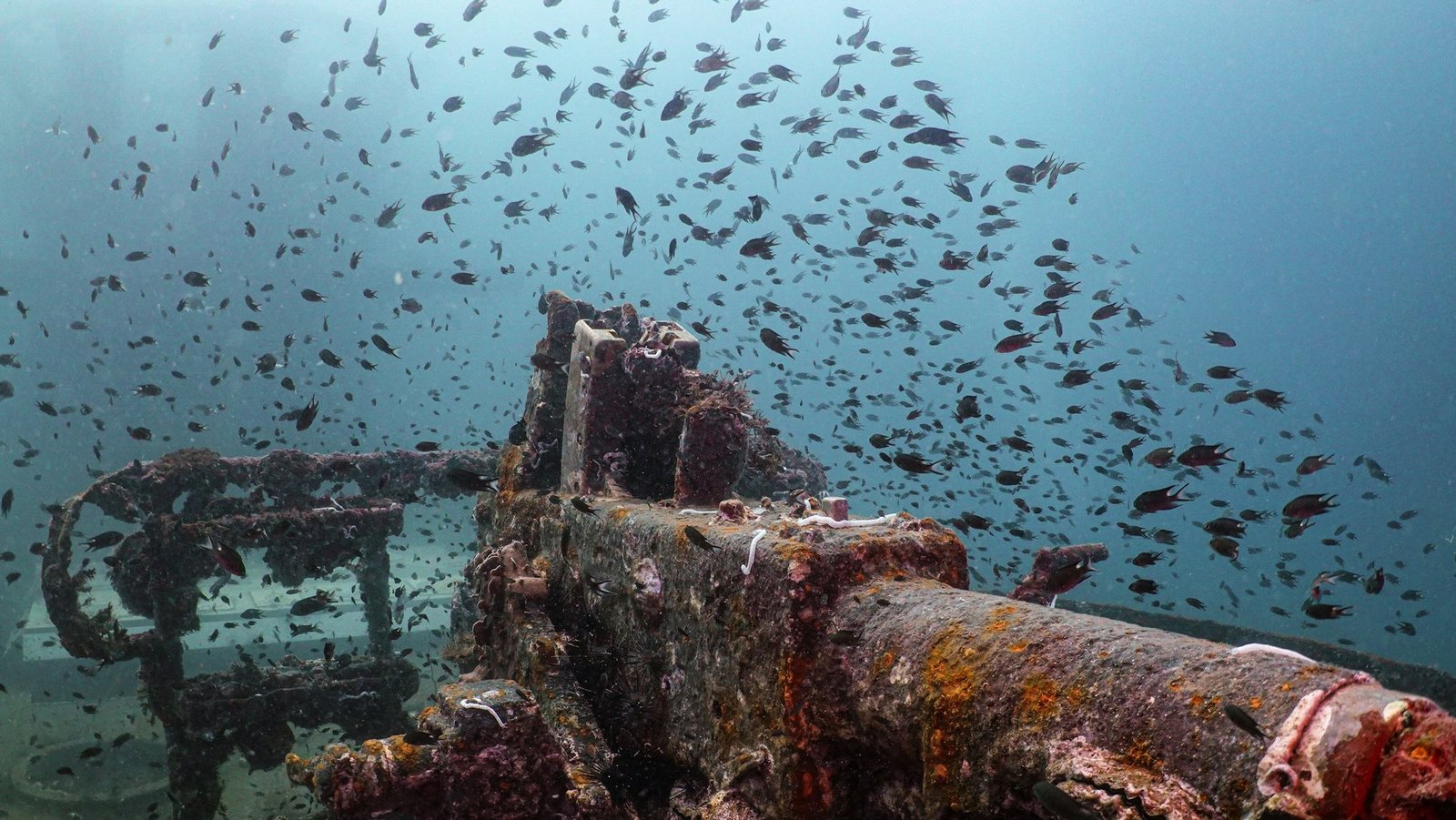 Expedición Tailandia 10 Pecio cubierto de peces en aguas de Tailandia